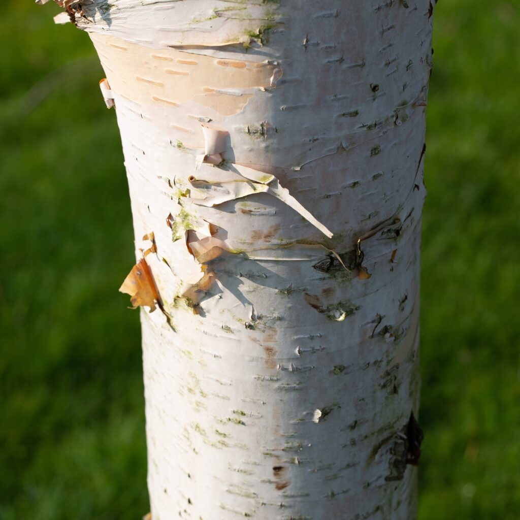 Betula ‘Fascination’ Chinese Red Barked Birch Tree 5038838007705 2